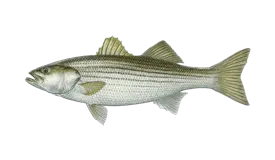 bass-striped