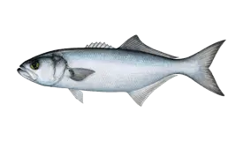 bluefish-tailor