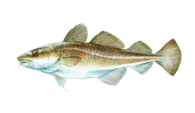 cod