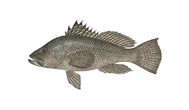 seabass-black