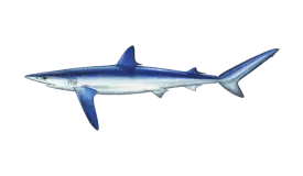 shark-blue