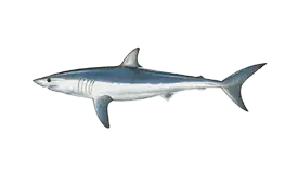 shark-mako