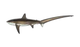 shark-thresher