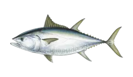tuna-bluefin