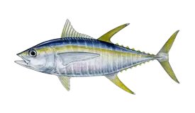 tuna-yellowfin